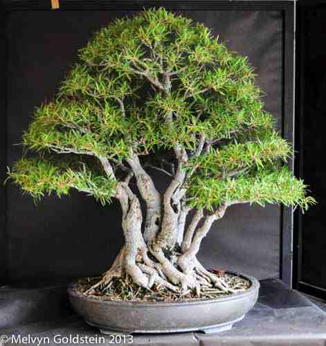 Ficus salicaria